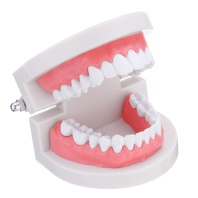 Teeth Model